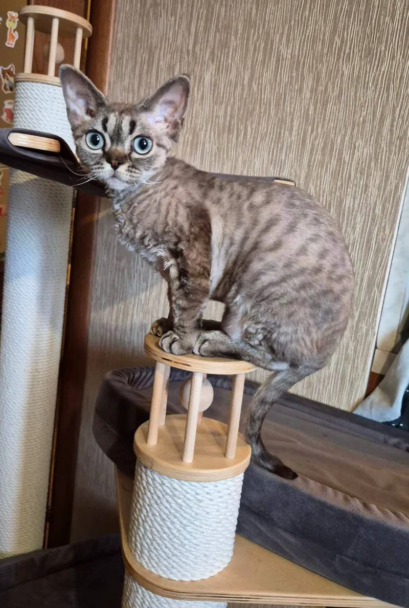 Ника